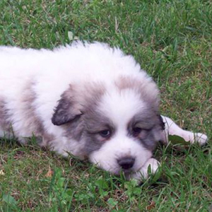 Cachorro Monta�a de los Pirineos