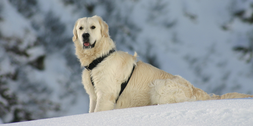 Perros Golden Retriever