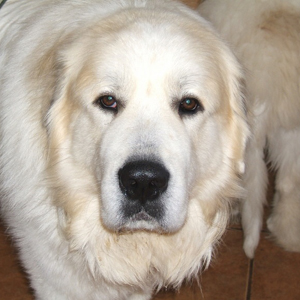 Raza de perros Monta�a de los Pirineos